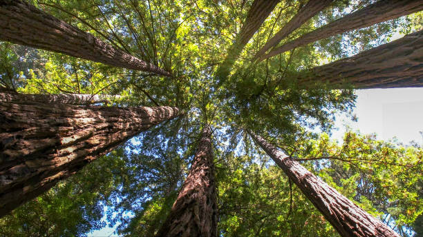How Our Tree Care Process Works  in  Fall River, WI
