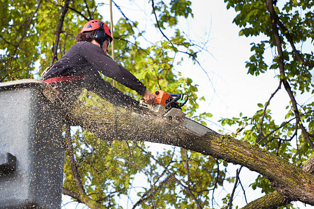 Reliable Fall River, WI Tree Services Solutions